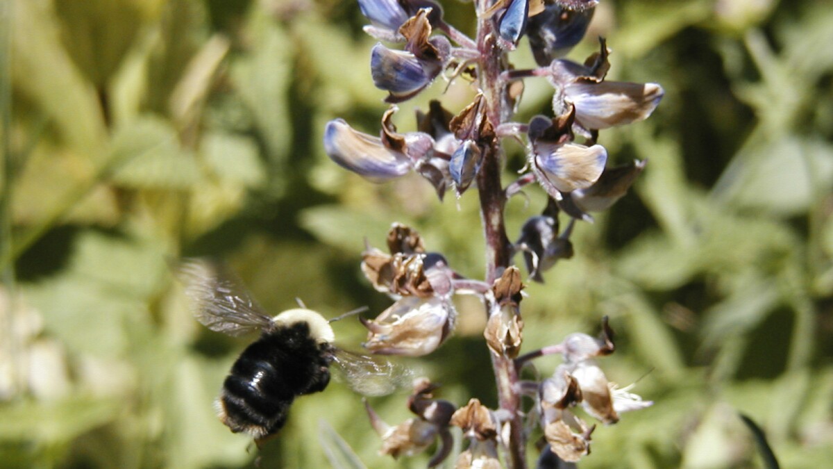 Franklin's Bumble Bee, Last Seen On Mt. Ashland In 2006, Now